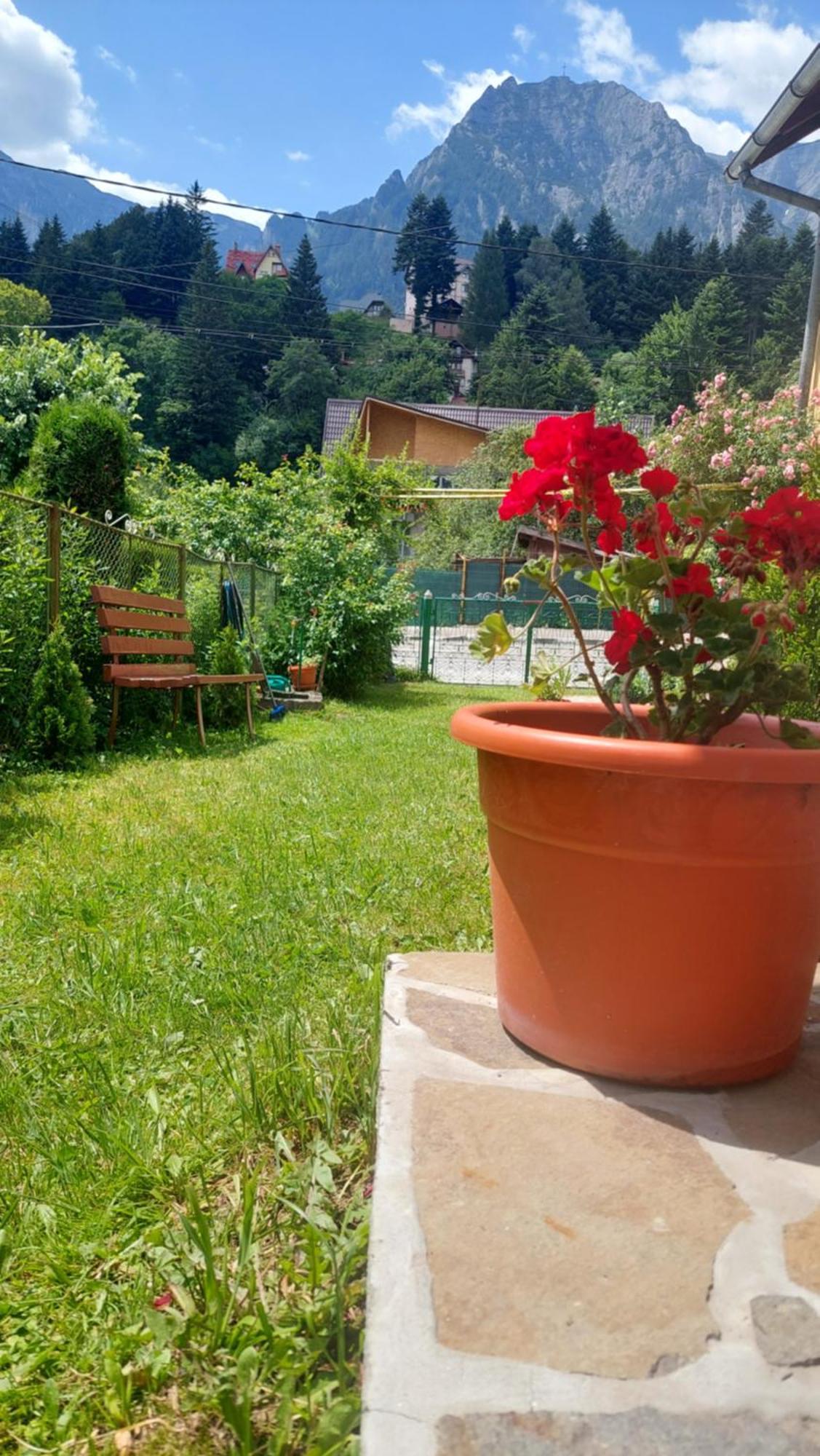 Buşteni Casa Texヴィラ エクステリア 写真